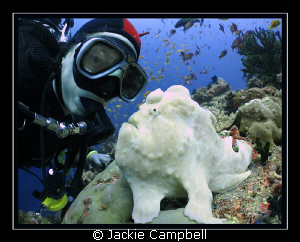14 years diving.....and this was my first frog fish !!
I... by Jackie Campbell 